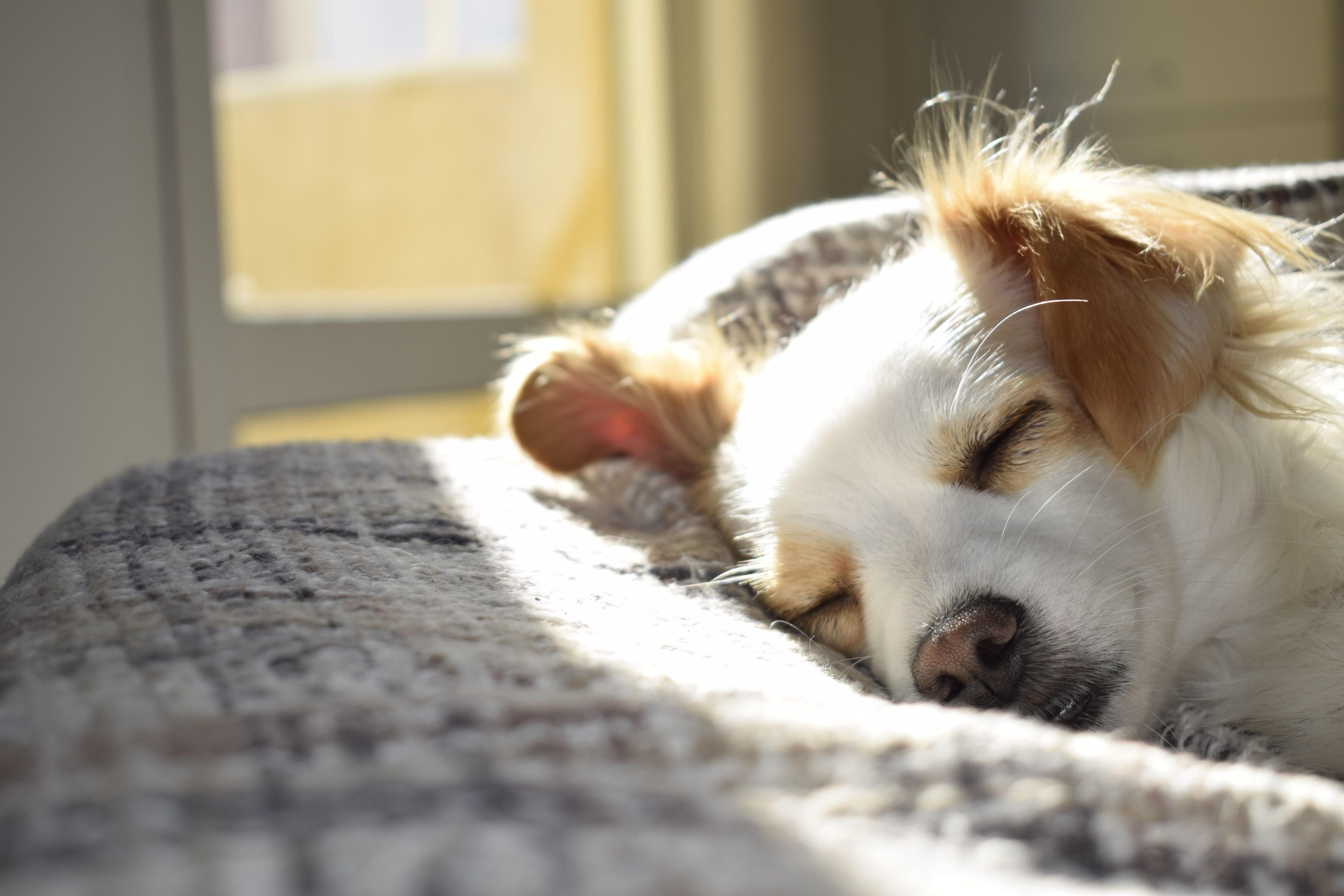 pueden los perros reconocer las cenizas cremadas