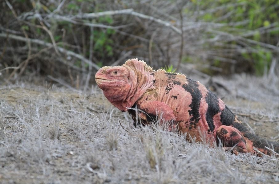 La iguana rosada es una de las especies endémicas de Galápagos y está en peligro crítico de extinción.