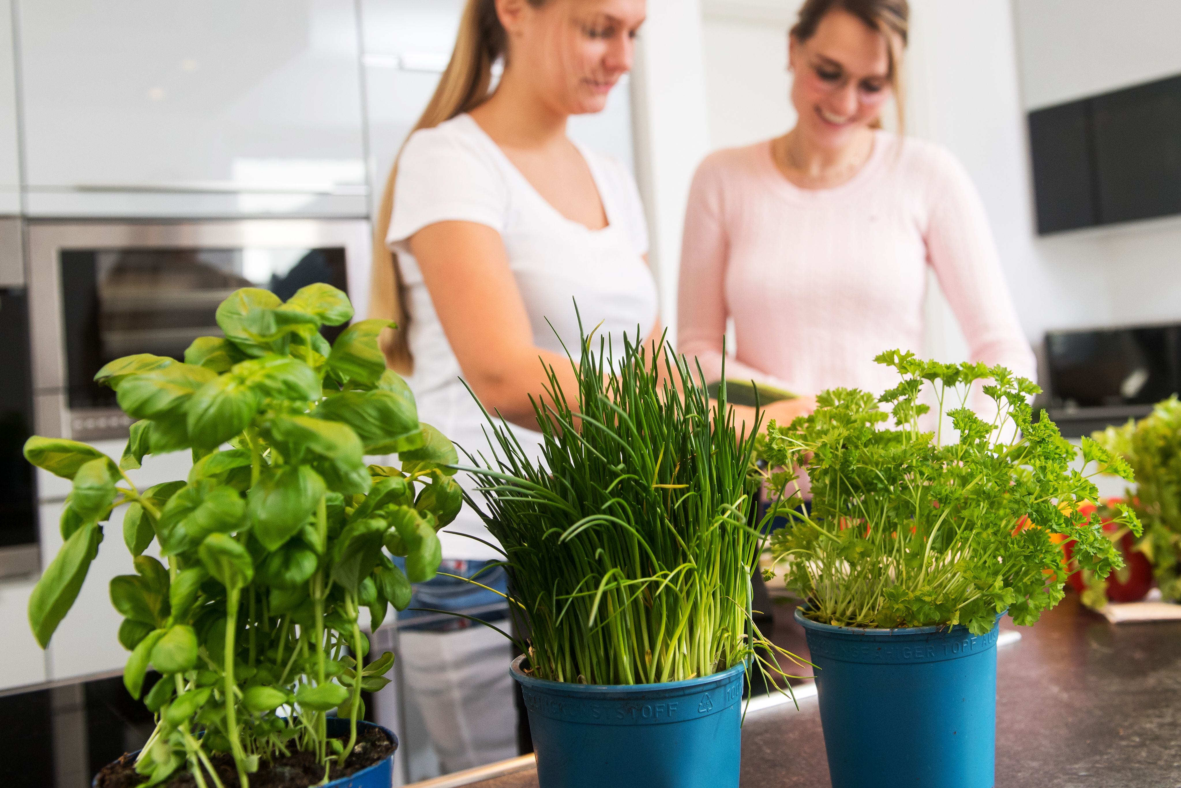 Las plantas aromáticas no solo sirven para cocinar, también pueden crecer muy bien en la cocina y ser un elemento decorativo, además de útil.