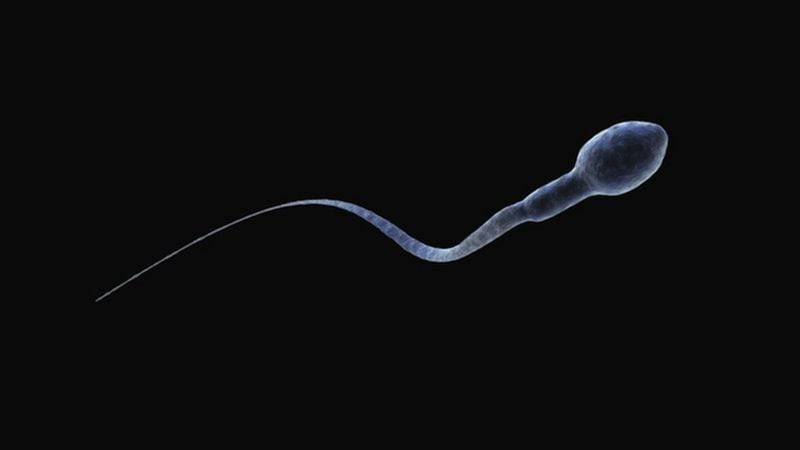 Científicos descubren gen encargado de la producción de esperma que permitiría crear un anticonceptivo masculino