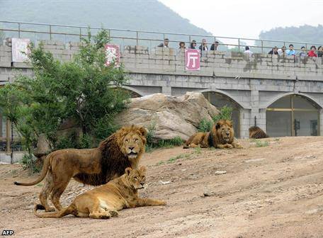 Tirar presas vivas a los leones, una diversión en los zoológicos chinos |  Internacional | Noticias | El Universo