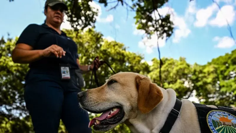 En Florida buscan los caracoles con perros entrenados. Getty Images