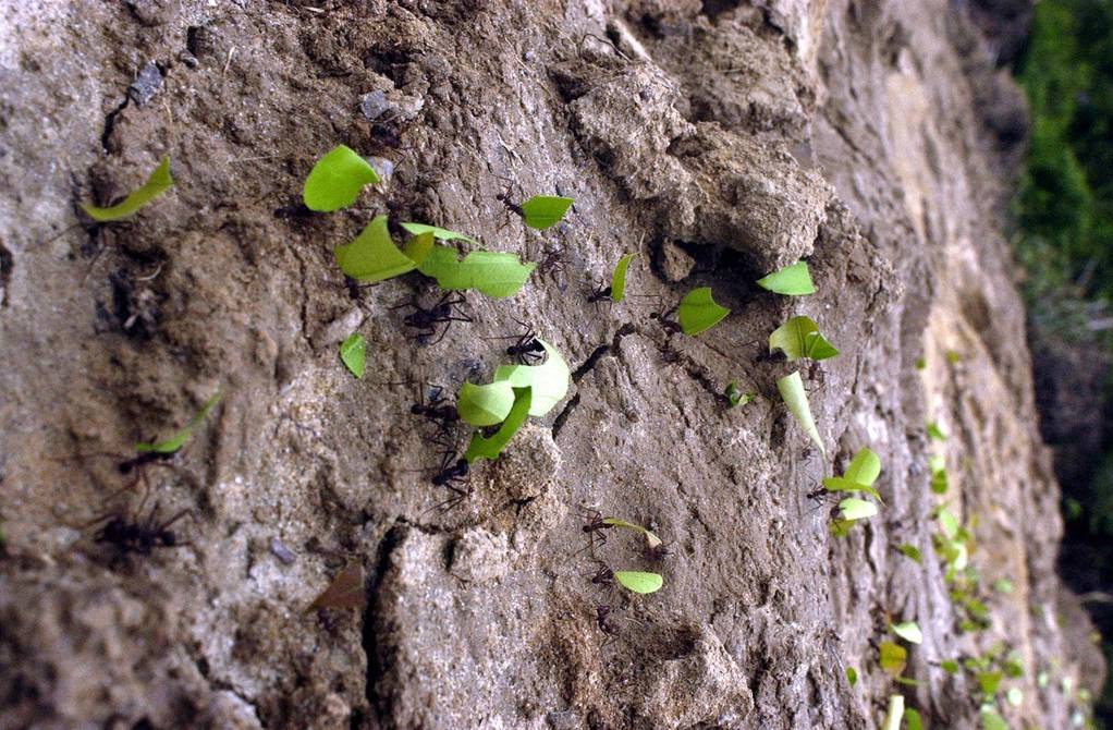 Los árboles dan más azúcar durante sequías a las hormigas que los defienden  | Ecología | La Revista | El Universo