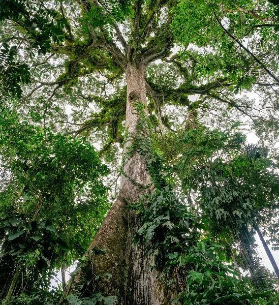 Ceiba pentandra en la Amazonia. "Aproximadamente el 50% de la biomasa, de la madera de los árboles, es carbono". GETTY IMAGES