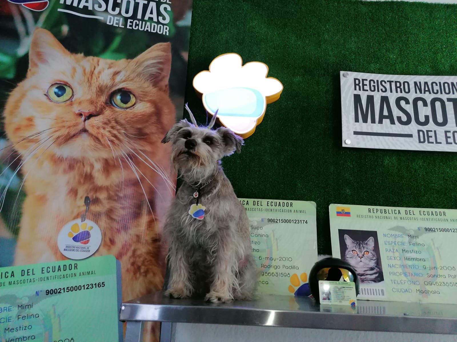 Con implante de chip, así es el paso a paso para el registro de mascotas en Ecuador