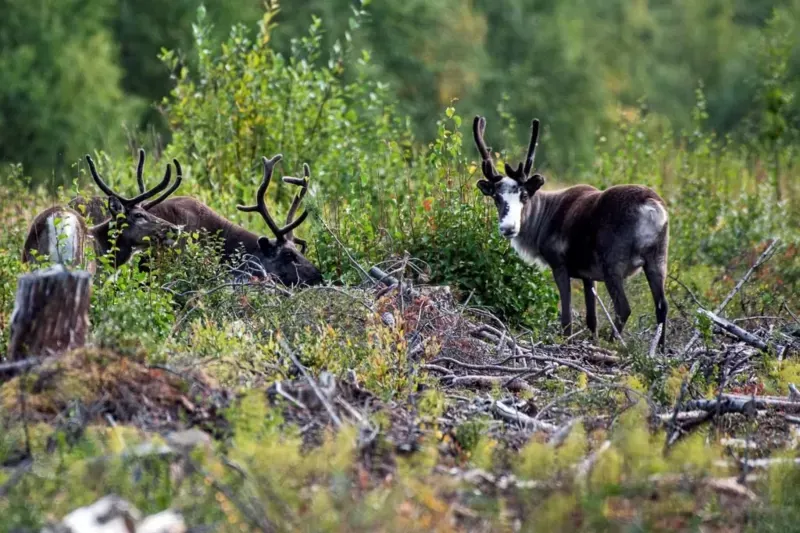 Los renos son parte del paisaje de Laponia y en verano es cuando más crecen. Getty Images