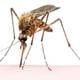 Por qué zumban los mosquitos y por qué te pican a ti