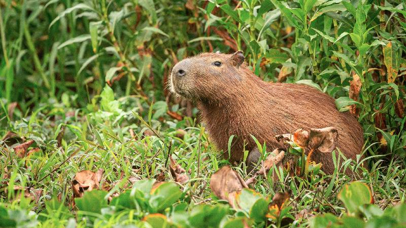 11 personas fueron sentenciadas a prisión por la muerte de cuatro capibaras  en Sucumbíos; otro ciudadano irá a la cárcel por la tenencia ilegal de un  mono tití | Ecología | La