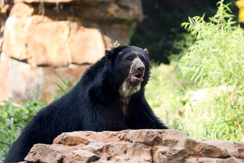 Pinocho, un oso de anteojos rescatado en Cotopaxi, habita en el zoológico de Nashville, Estados Unidos: Así es su vida lejos de los parajes ecuatorianos