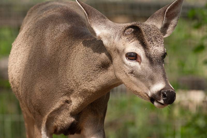 Venado, tiburón, cocodrilo y capibara?, Masterchef Ecuador promovió consumo  de animales silvestres protegidos por leyes nacionales, acusan  ambientalistas | Ecología | La Revista | El Universo