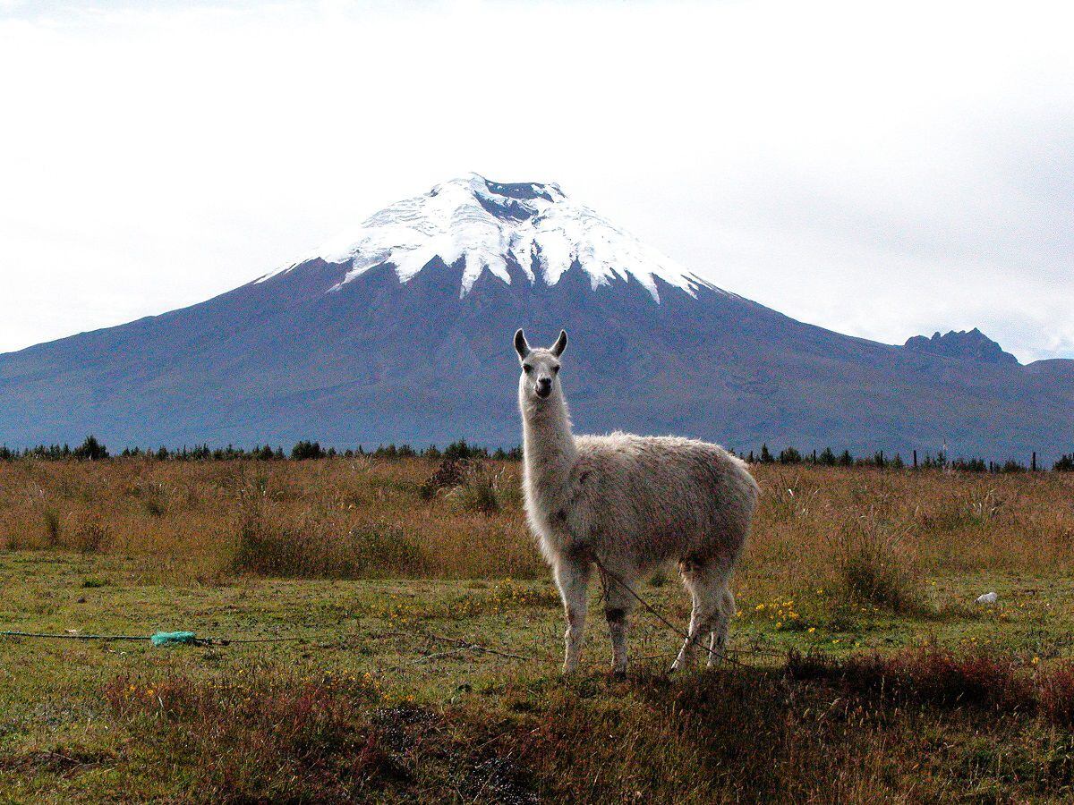 Turistas de alta montaña que no accedieron al Parque Nacional Cotopaxi pueden ir a otras reservas cercanas