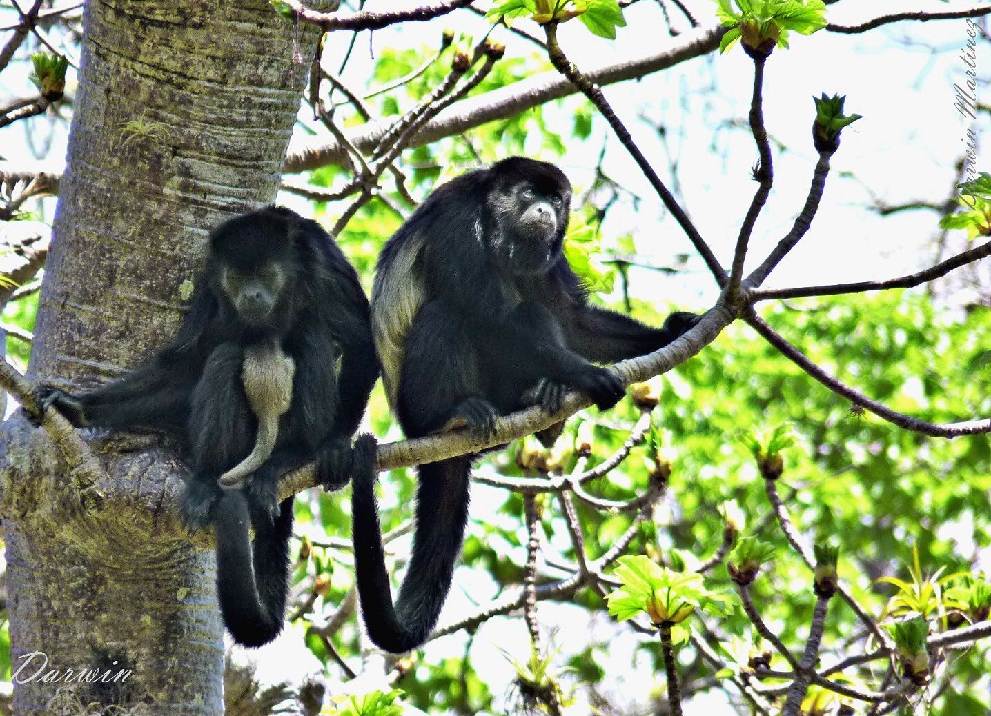 Según Pérez, la población de monos aulladores ya demuestra afectaciones, pues se reportaron monos con leucismo (de coloración blanca) en Cerro Blanco en 2023. Esto indica reproducción entre parientes cercanos, puesto que los primates han perdido conexión con otras poblaciones por menoscabo de hábitat.