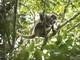 El intenso calor en México ha provocado la muerte de cientos de monos aulladores y saraguatos