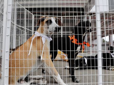Jornada de adopción de perros se realizará este sábado, 27 de abril, en Bamboo Plaza  