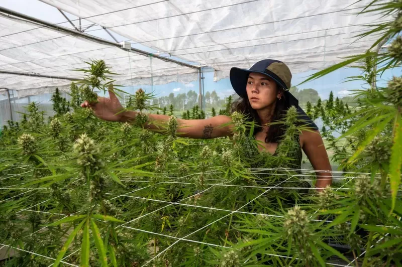 Chidchanok Chidchob está experimentando con distintos cultivos de marihuana para determinar cuáles son los más adecuados para la región.