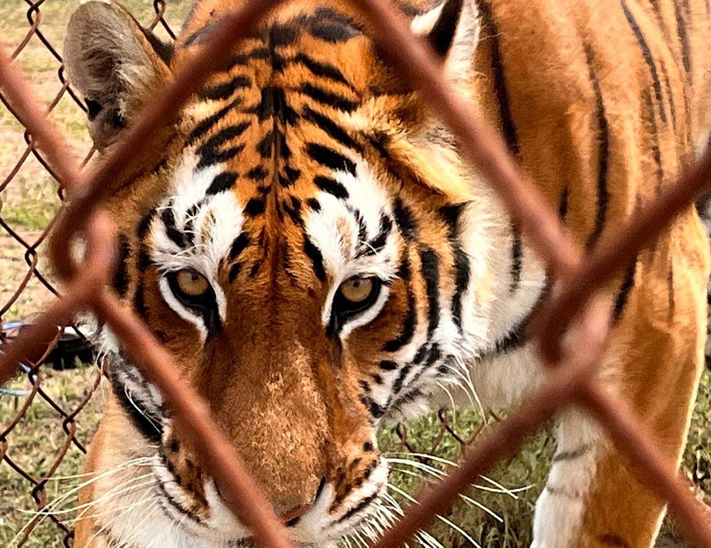 Fotografía de un tigre en el santuario Santuaai hoy, en la ciudad de Ezequiel Montes, estado de Querétaro (México). EFE/ Sergio Adrián Ángeles 