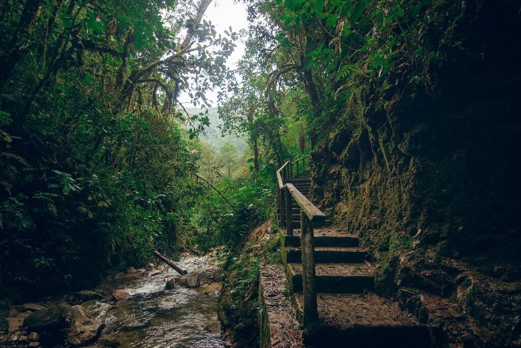 Parque Nacional Podocarpus, ubicado en la provincia de Loja, Ecuador,