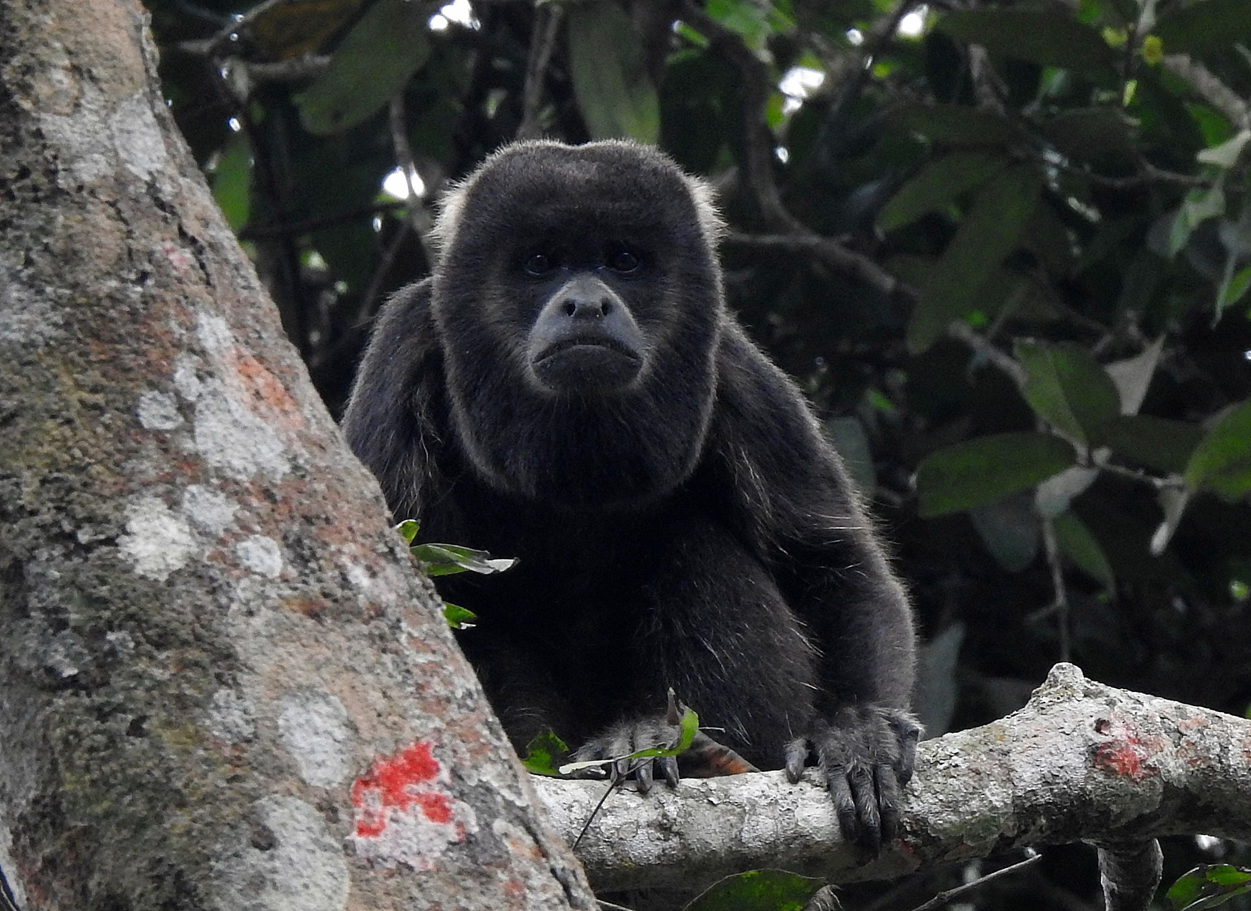 Áncash: SERFOR rescata mono machín blanco que se encontraba amarrado en el  techo de una vivienda - Noticias - Servicio Nacional Forestal y de Fauna  Silvestre - Plataforma del Estado Peruano