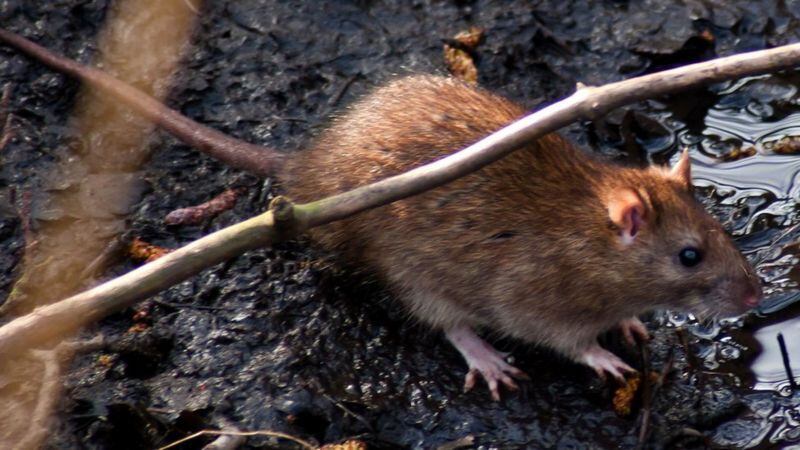 GETTY IMAGES Algunos informes indican que las ratas transmiten el Sporothrix brasiliensis.