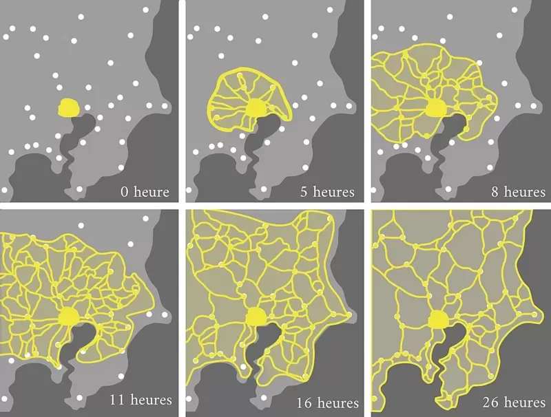 Adaptación de la ilustración del estudio del profesor Toshiyuki Nakagaki sobre la creación y optimización de redes por parte de P. polycephalum. TIM TIM / WIKIPEDIA