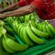 Banano de Ecuador aún aprovecha caída de producción de Colombia y Centroamérica y por primera vez en 2024 crece en exportaciones 