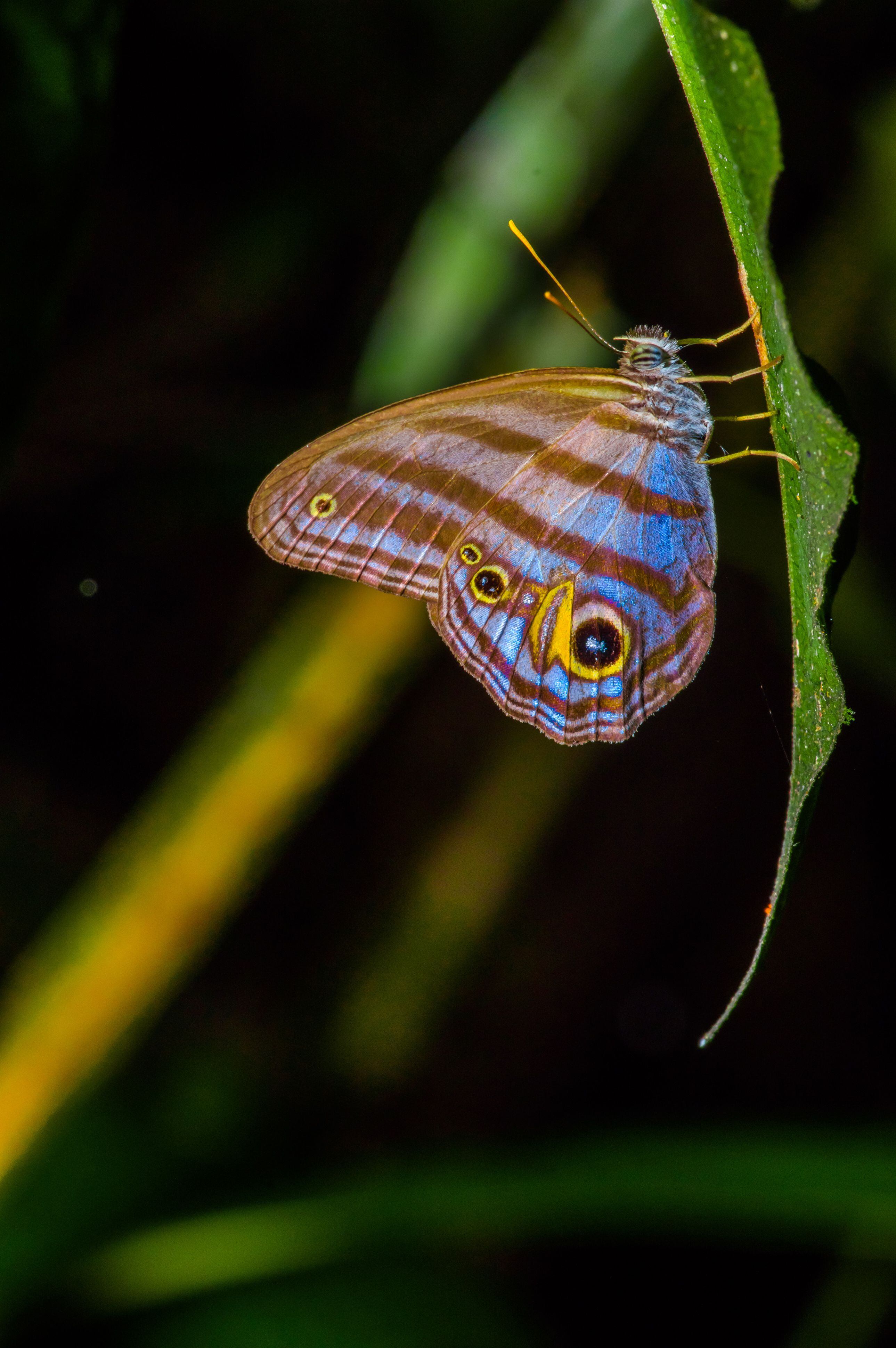 Caligo oileus, mariposa de búho, en el Parque Nacional Cuyabeno, en Ecuador.