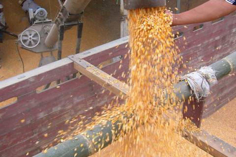 Precio del maíz en Ecuador: quien pide hasta $ 18 por quintal “no es el agricultor, es el comerciante”