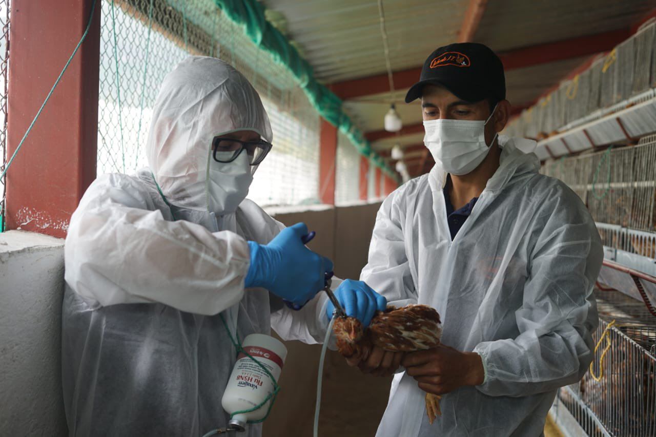 Cerca de 400.000 aves han sido vacunadas contra la gripe aviar, según gremio de productores de huevos