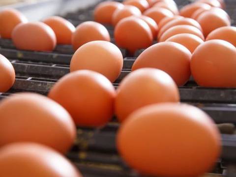 Sector avícola teme que haya especulación en precios de pollos y huevos y busca revertir cobro de IVA a la importación de aves ponedoras