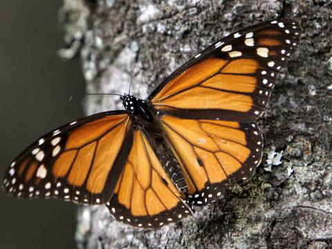 Intelectuales y ambientalistas piden a líderes del TLCAN proteger la mariposa monarca