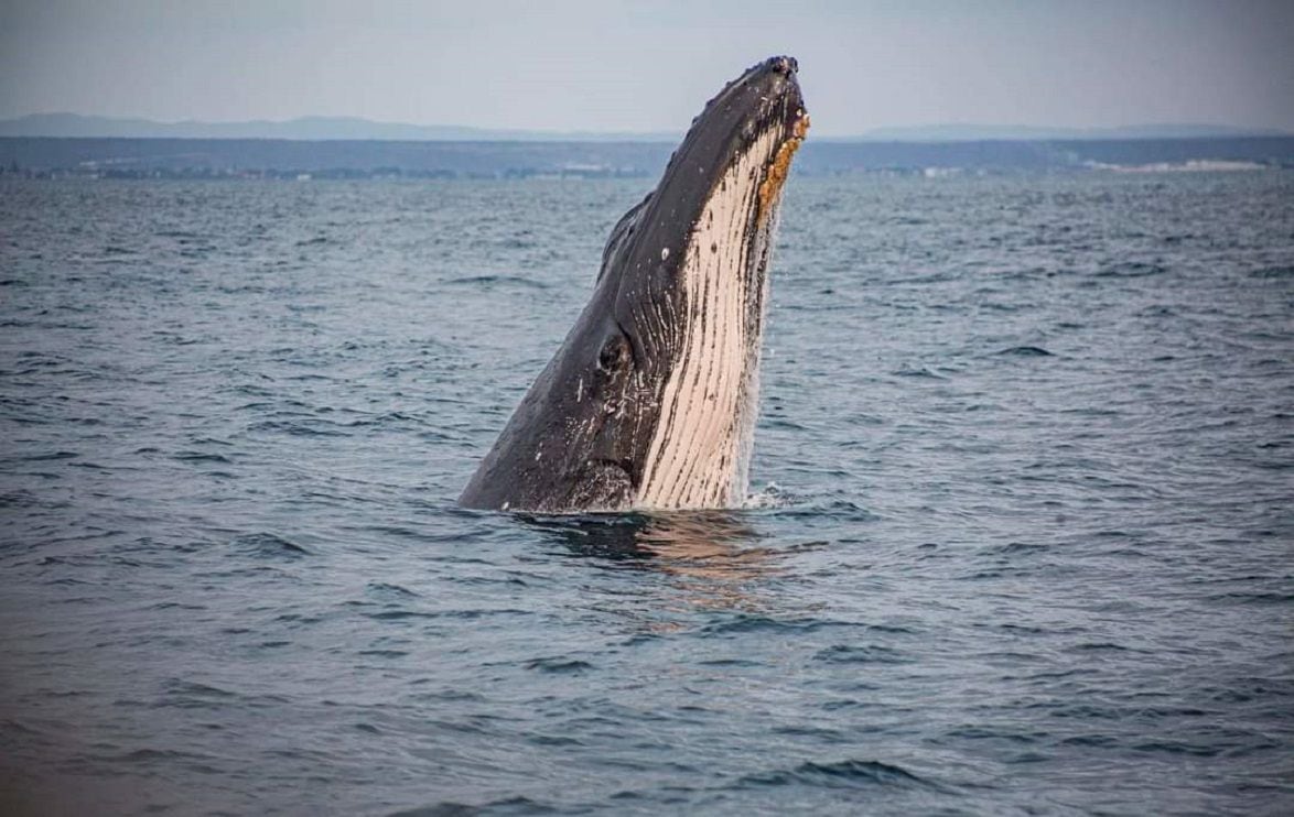 Avistamiento de ballenas jorobadas, un atractivo que tendrá Santa Elena durante dos meses y medio  