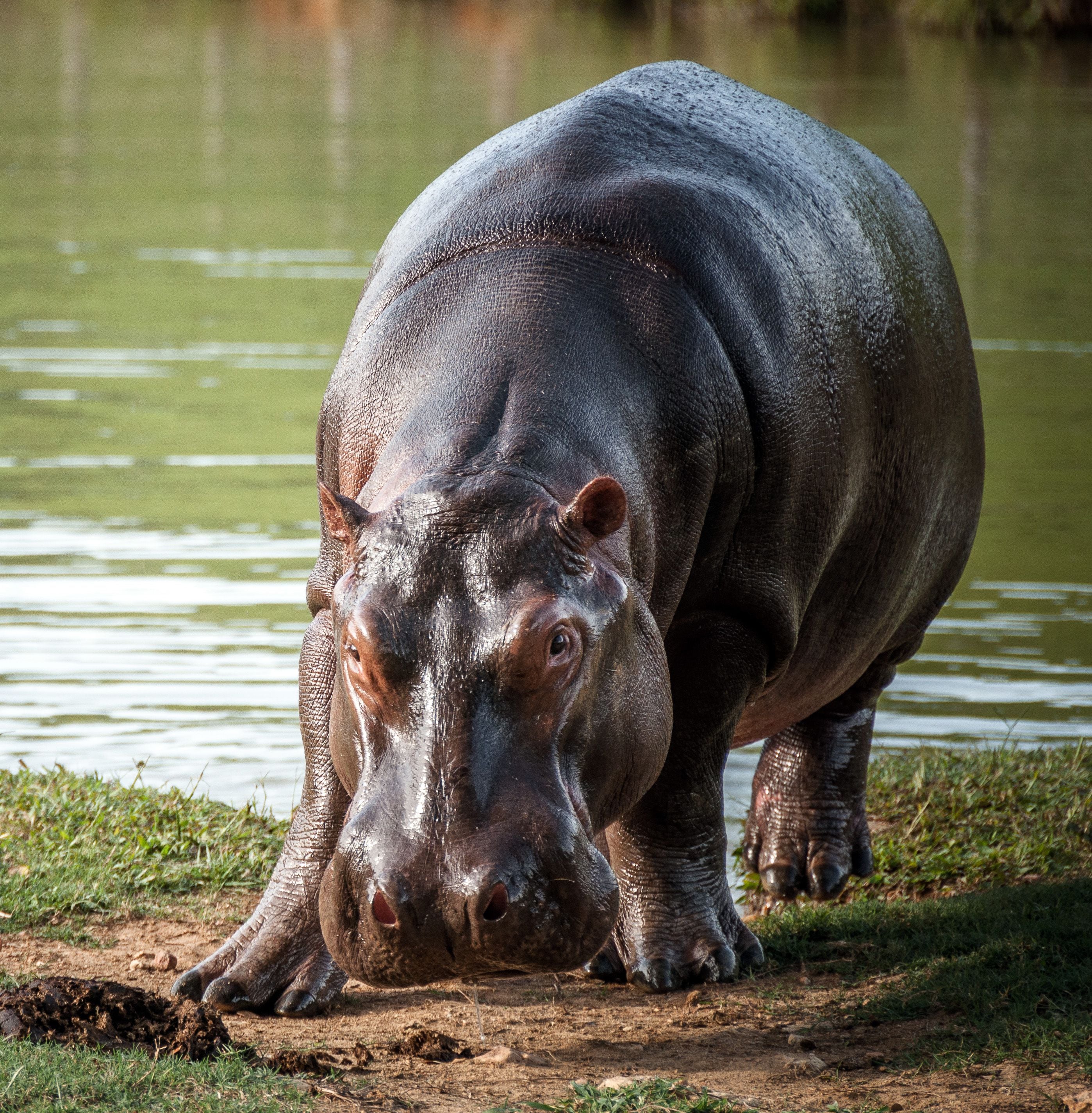 Fotografía cedida por el Instituto Humboldt de hipopótamos en el municipio de Doradal (Colombia).