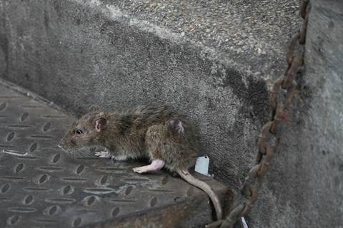“Ahora las ratas salen más porque las madrigueras están llenas”: plan de desratización se implementa en Guayaquil