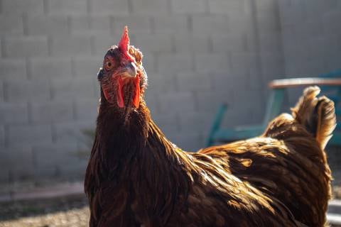 Cuáles son los síntomas de la gripe aviar en variante H5N2 que provocó una muerte en México