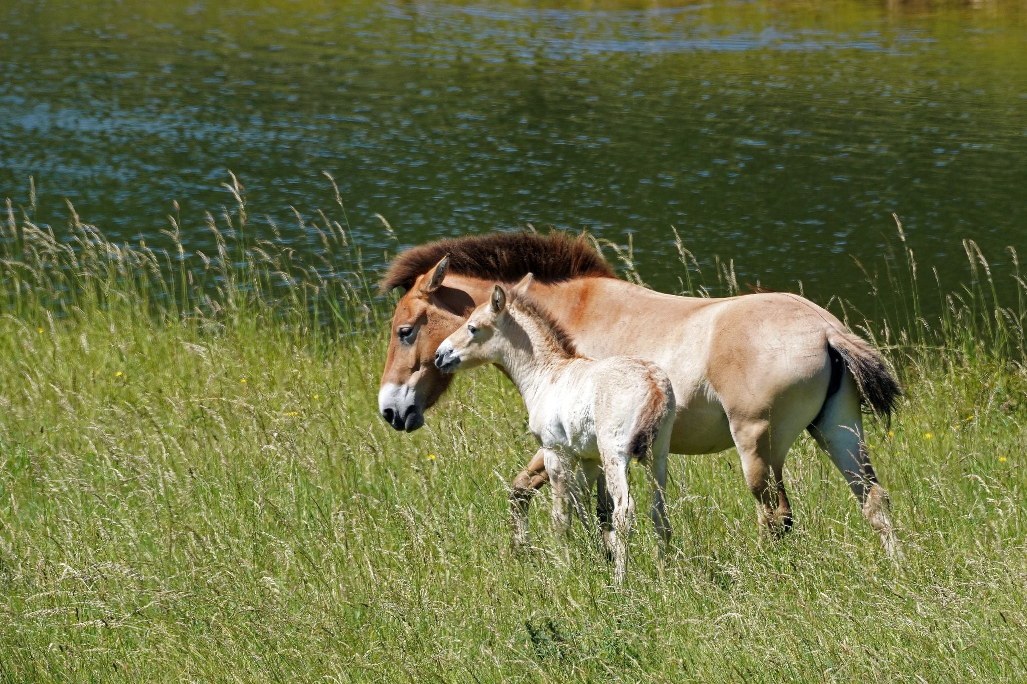 Un zoológico británico celebra el nacimiento de un raro caballo en peligro de extinción 