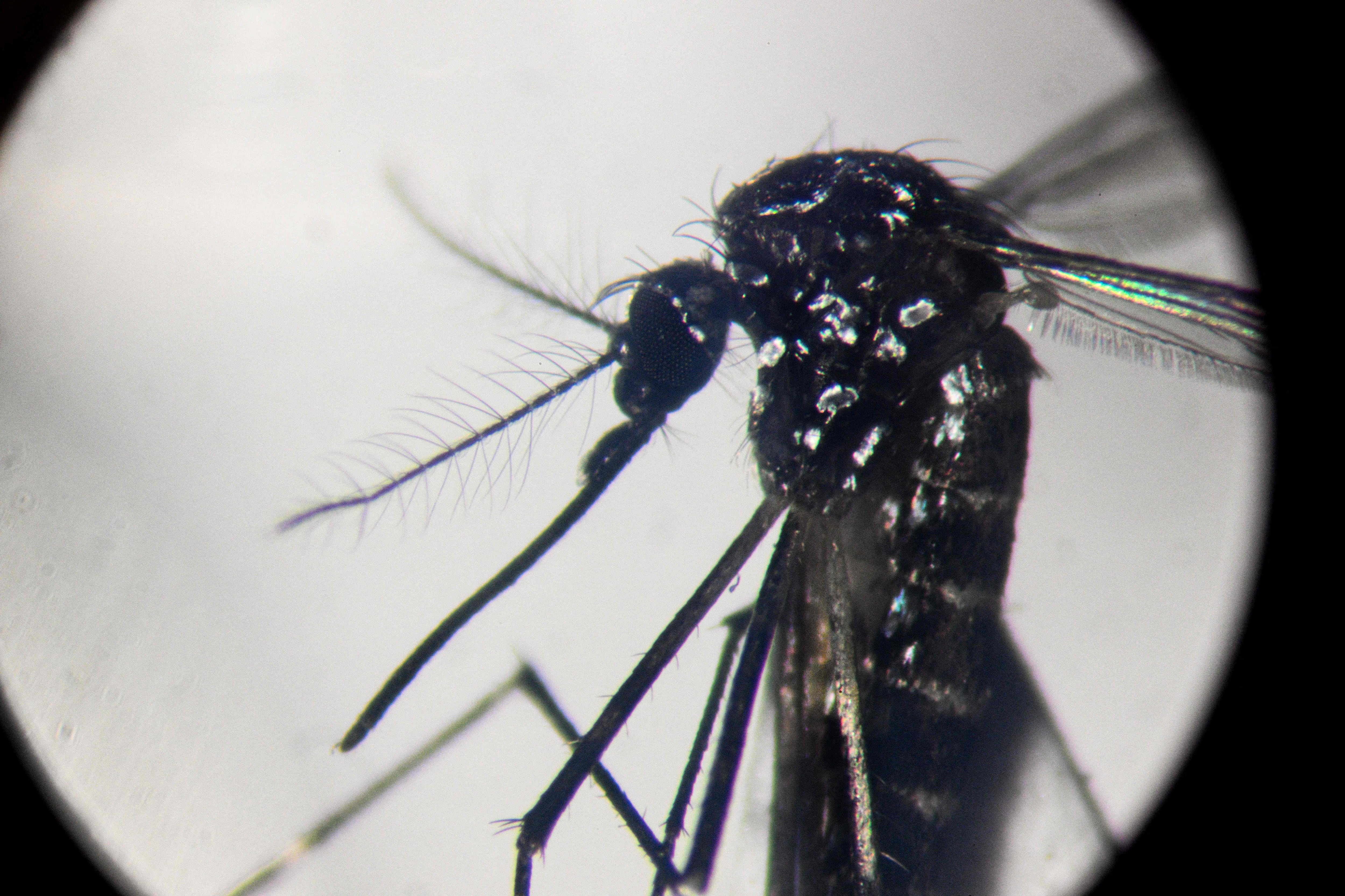 Brasil supera los cuatro millones de casos de dengue este año