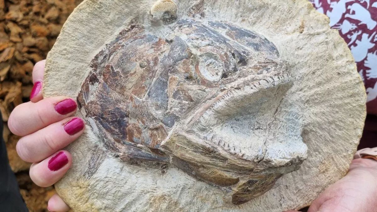 Desentierran increíble pez fósil del Jurásico en una granja del Reino Unido