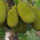 Frutipán: Es un afrodisíaco natural, aporta vitamina B1 y ayuda a controlar diarreas, ¿cómo se consume la yaka o el fruto del árbol del pan?