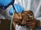 En México se registra la primera muerte de gripe aviar AH5N2 en humanos