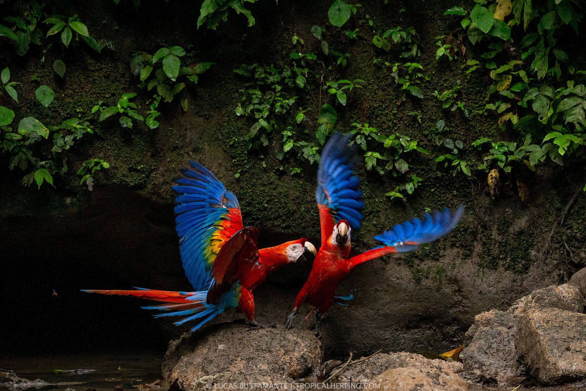 Fotografía de dos guacamayos, en su hábitat, tomada por Lucas Bustamante, fotógrafo y biólogo ecuatoriano.