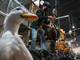 Último brote de gripe aviar preocupa a la OMS por su potencial para convertirse en pandemia