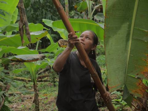 En la isla Anaconda, en Napo, mujeres producen plátano orgánico que se exporta a Estados Unidos 