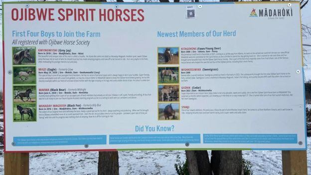 Los caballos se incorporan a los programas de intercambio cultural y educación de la granja. KAREN GARDINER
