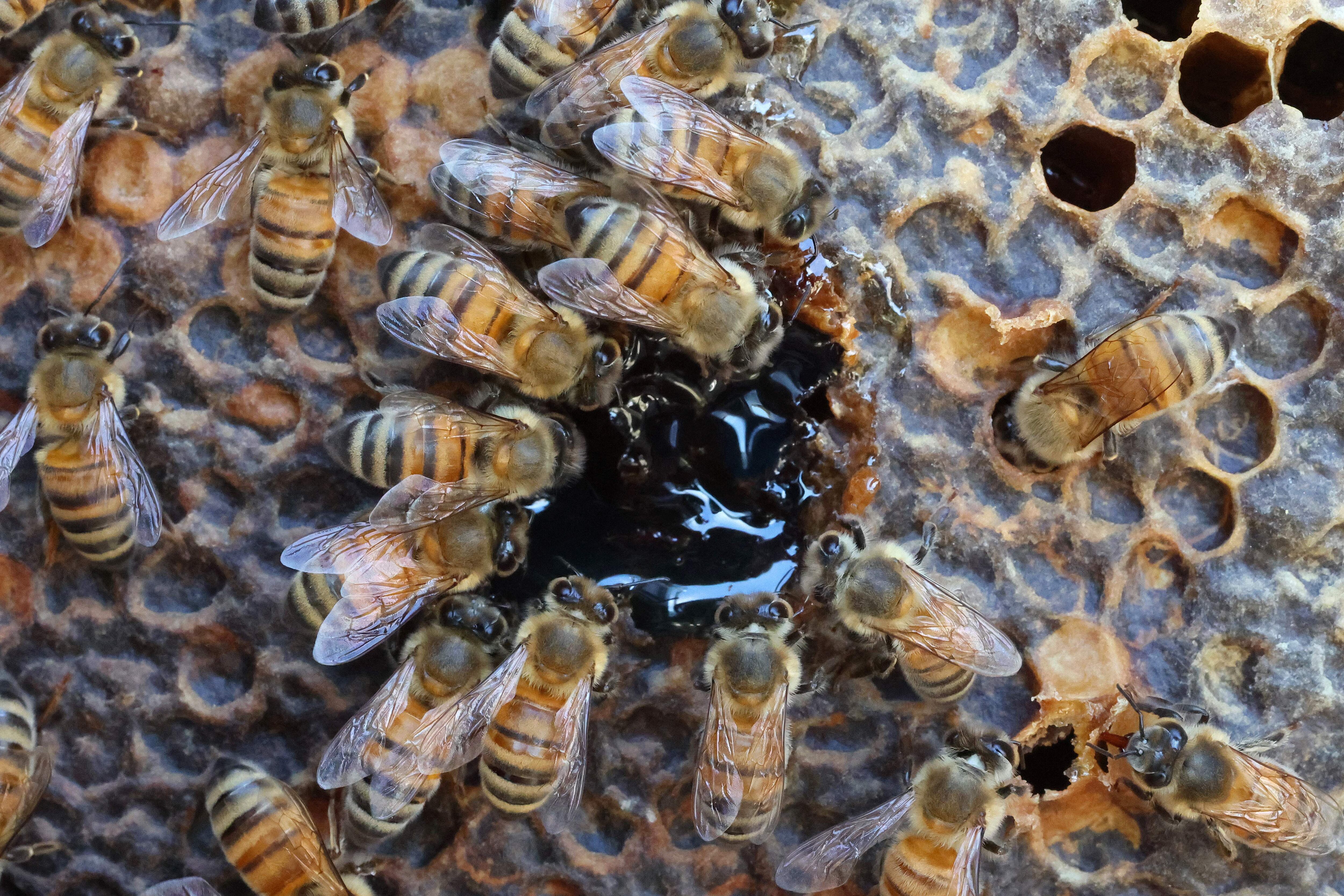 Abejas encuentran refugio en colmena robótica creada por empresa israelí