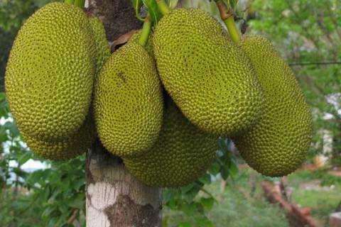 Frutipán: Es un afrodisíaco natural, aporta vitamina B1 y ayuda a controlar diarreas, ¿cómo se consume la yaka o el fruto del árbol del pan?