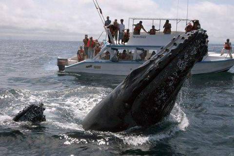 Puerto López espera recibir 40.000 visitantes y al menos $ 2 millones durante la temporada de ballenas   