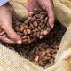¿Cuáles son las principales zonas de cultivo del cacao en Ecuador?