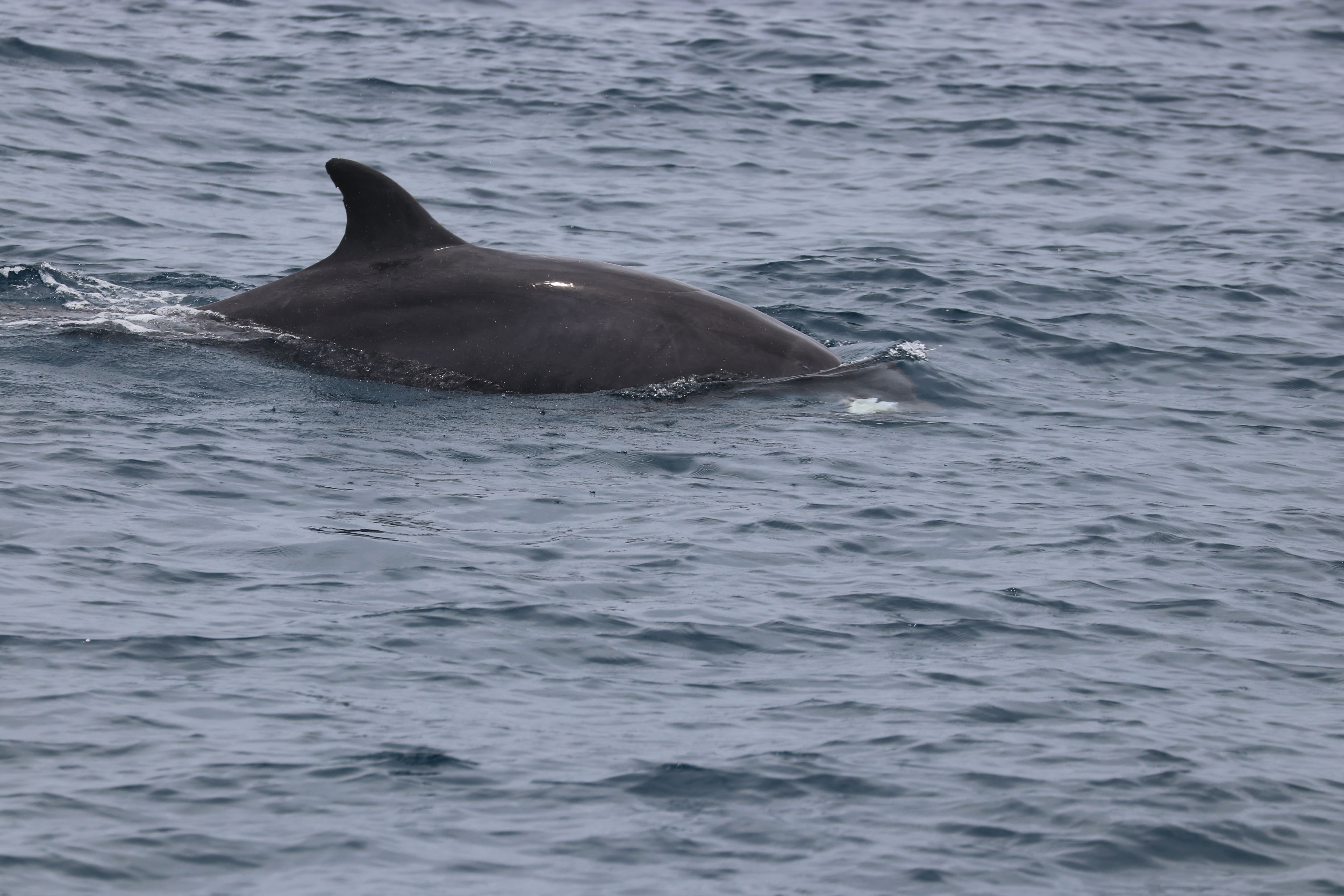 Para preservar a delfines en aguas ecuatorianas se solicitará crear una franja costera protegida