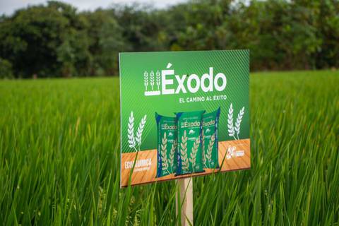 Tras 10 años de investigación y pruebas, el Iniap y Ecuaquímica lanzan al mercado una nueva variedad de arroz bajo la marca comercial Éxodo 