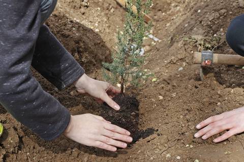 No es solo reforestar la Tierra, científicos alertan que plantar árboles en lugares equivocados puede calentar el planeta